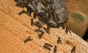 Skuteczne sposoby na odstraszenie os z balkonu i komfortowy wypoczynek