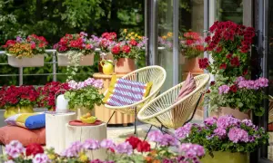 Jakie kwiaty na balkon w maju - najlepsze rośliny, które zachwycą
