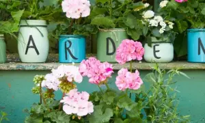 Do kiedy pelargonie na balkonie? Uniknij przymrozków i ciesz się kwitnieniem
