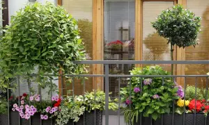 Jakie drzewka na balkon całoroczne - zielona oaza w zimie