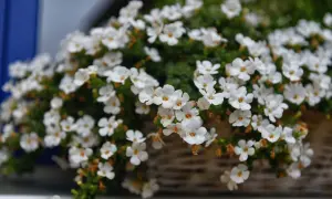 Białe drobne kwiaty w wiklinowym koszu, idealne jako jakie kwiaty na balkon.