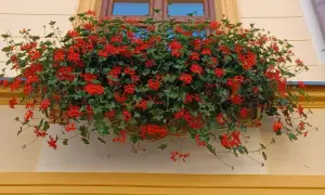 Kwiaty pelargonii w skrzynce pod oknem.