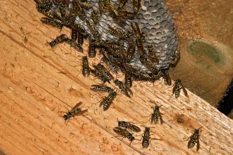 Skuteczne sposoby na odstraszenie os z balkonu i komfortowy wypoczynek