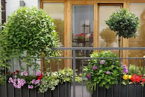 Jakie drzewka na balkon całoroczne - zielona oaza w zimie