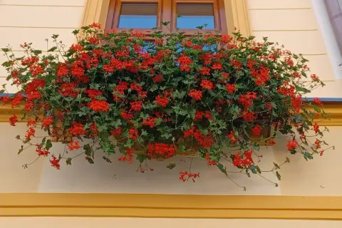 Kwiaty pelargonii w skrzynce pod oknem.