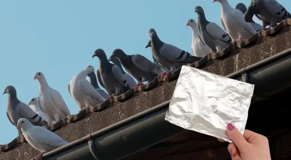 Skuteczne sposoby na przegonienie gołębi z balkonu bez stresu