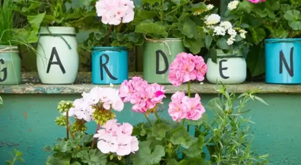 Do kiedy pelargonie na balkonie? Uniknij przymrozków i ciesz się kwitnieniem