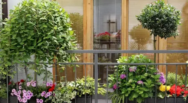 Jakie drzewka na balkon całoroczne - zielona oaza w zimie
