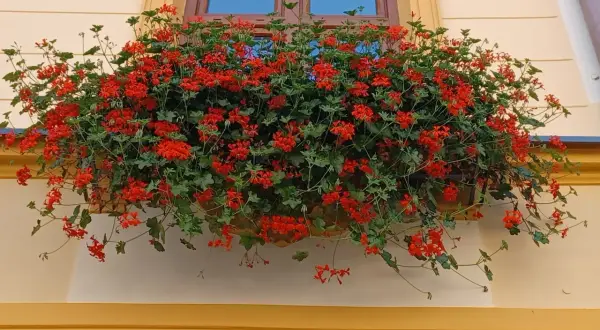 Kwiaty pelargonii w skrzynce pod oknem.