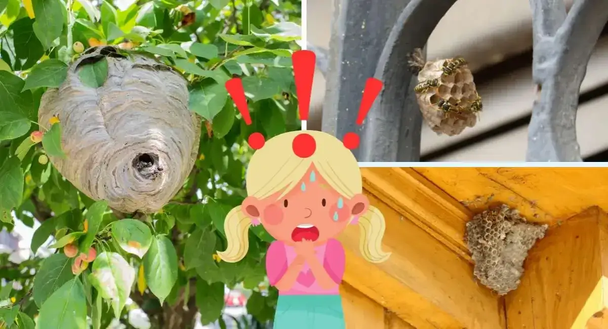 Zdjęcie Skuteczne sposoby na odstraszenie os z balkonu i komfortowy wypoczynek