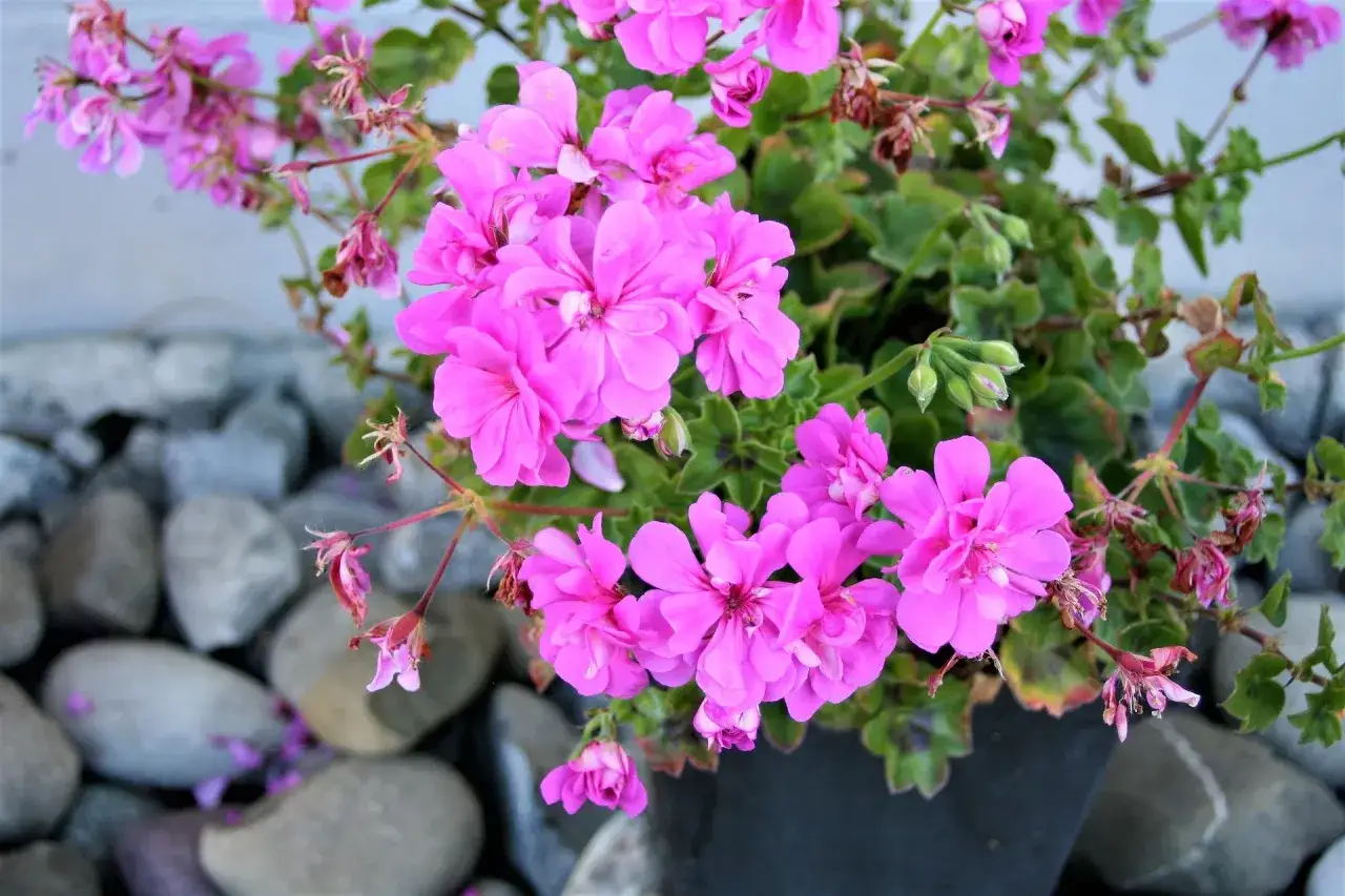 Zdjęcie Do kiedy pelargonie na balkonie? Uniknij przymrozków i ciesz się kwitnieniem