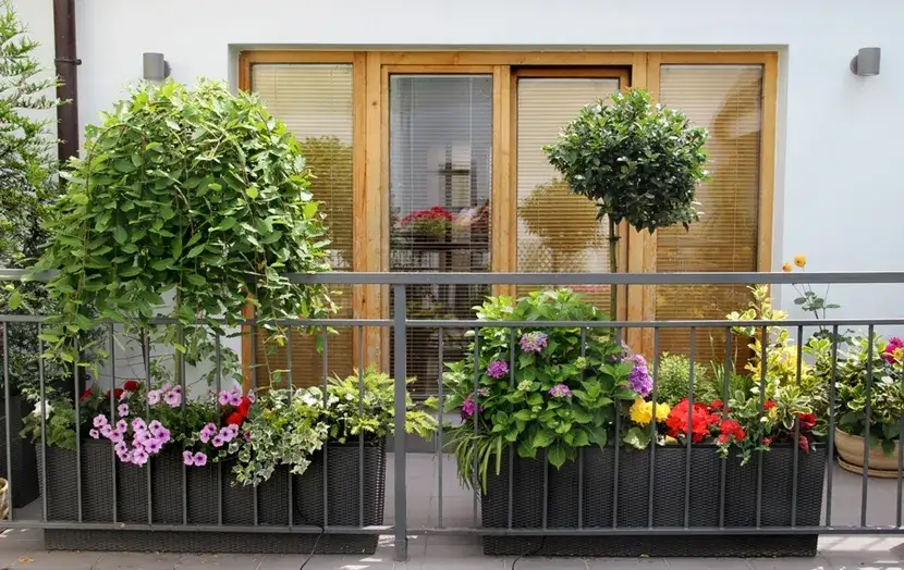 Zdjęcie Jakie krzewy na balkon - wybierz najpiękniejsze i łatwe w pielęgnacji
