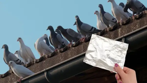 Skuteczne sposoby na przegonienie gołębi z balkonu bez stresu